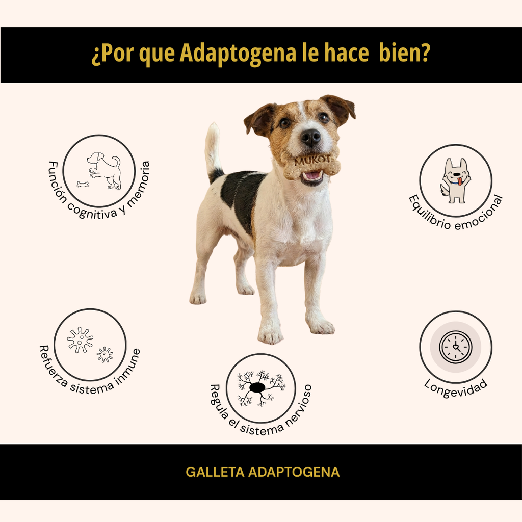 GALLETA ADAPTOGENA