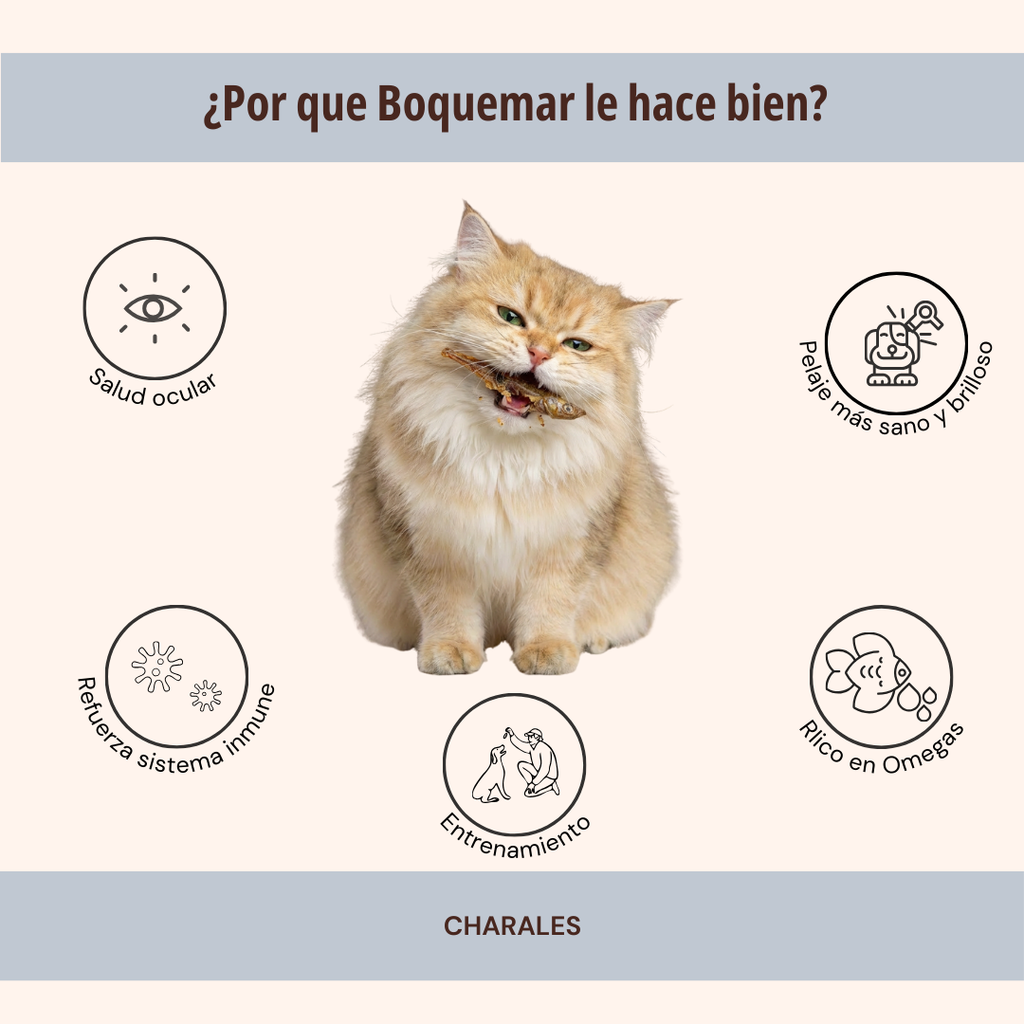 BOQUEMAR